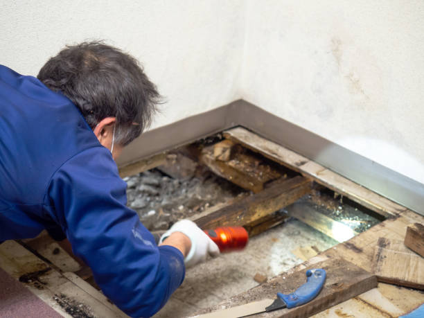 Best Black Mold Removal  in Pawcatuck, CT