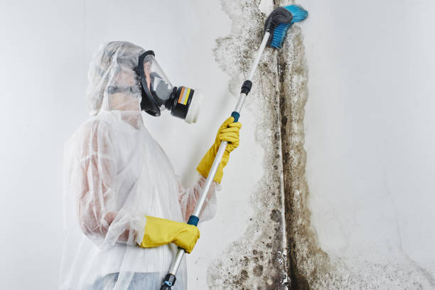 Best Emergency Mold Removal  in Pawcatuck, CT
