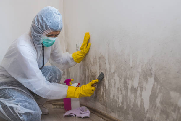 Best Mold Testing  in Pawcatuck, CT