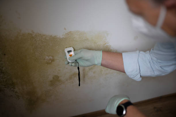 Best Mold Removal Near Me  in Pawcatuck, CT