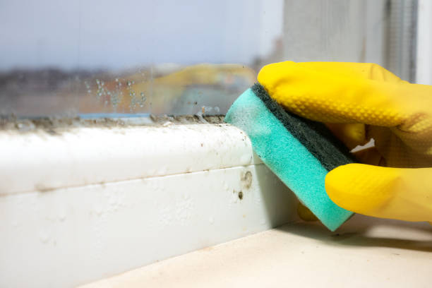 Best Mold Remediation  in Pawcatuck, CT