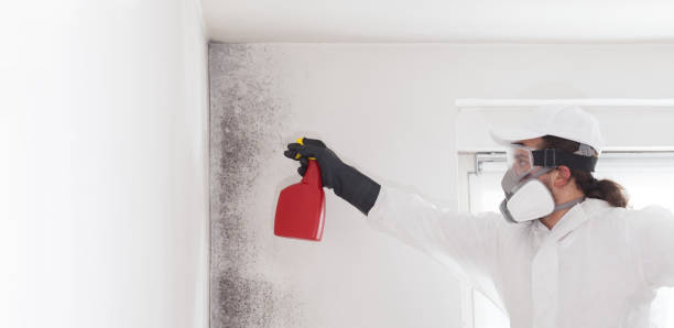 Best Office Mold Removal Services  in Pawcatuck, CT
