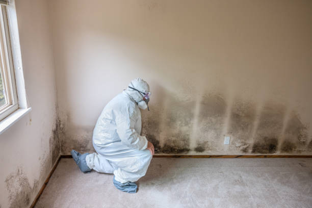 Best Mold Damage Repair  in Pawcatuck, CT
