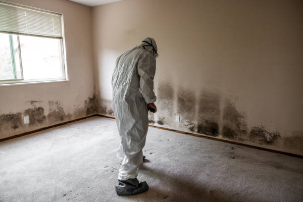 Best Same-Day Mold Removal  in Pawcatuck, CT