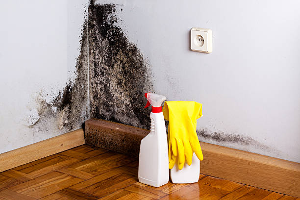 Best Local Mold Removal Service  in Pawcatuck, CT