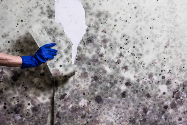 Best Attic Mold Removal  in Pawcatuck, CT