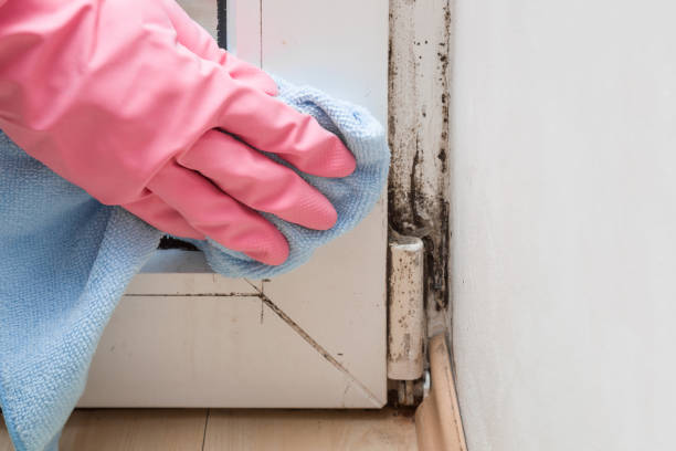Trusted Pawcatuck, CT Mold Removal Experts