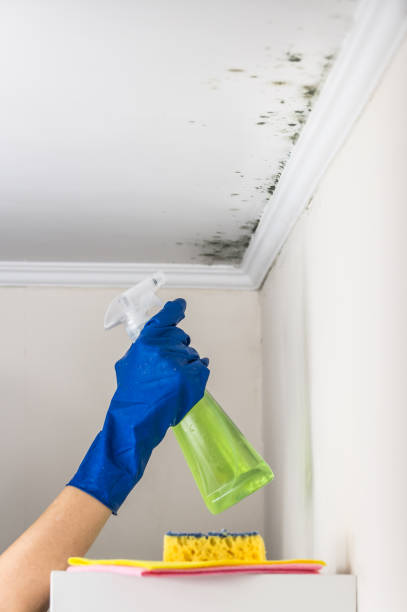 Best Same-Day Mold Removal  in Pawcatuck, CT